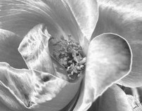 Solarized Flower Photography