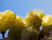 Grapes, wine, Switzerland 2015