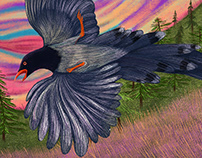Red Beaked Blue Magpie Bird