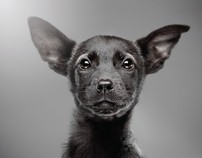 Animal Rescue Sofia charity calendar 2012