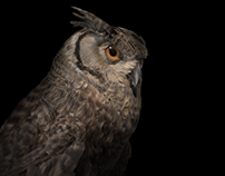 3d owl
