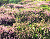 Lavender Field + Photographer