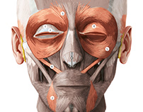 Anatomy of the Face