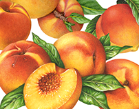 30 Yrs of Stone Fruit Paintings: Peach, Apricot, Cherry