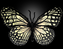 Metamorphosis Butterfly Drawings