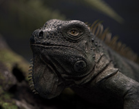 Iguana CGI - Short Animation