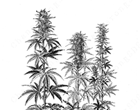 Cannabis Indica tree botanical illustration