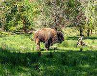 The First Baby Bison of 2018 at North Buffalo Ranch