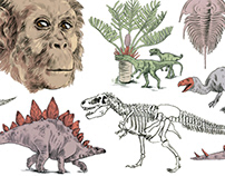 Illustrations for Natural History Museum