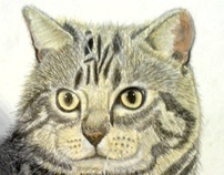 illustration ...CAT