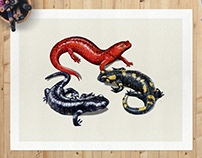 Technical Salamander Illustration