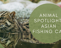 Animal Spotlight: Asian Fishing Cat