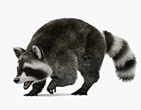 Jebcg Product | Wild Raccoon