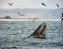 Grey Whale Tales