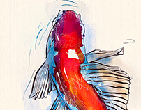 Watercolor koi fish 16 January, 2022 07.33.09