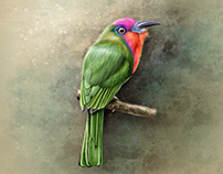 Red-bearded bee-eater