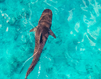Tiger Shark Aerial