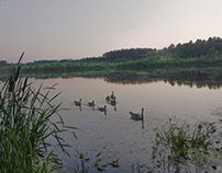 Geese on a calm Pond