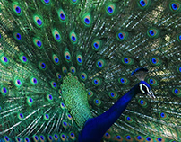 MOODS OF PEACOCK