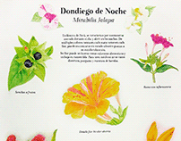 Infografía Flora Suramericana