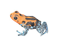 Dendrobate frog