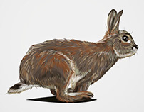 Hase | Rabbit