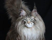 Maine Coon [stuffed toy]