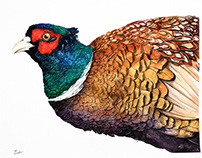 Pheasant watercolour illustrations