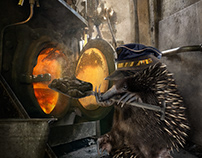 Echidna on Puffing Billy