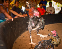 Cockfighting in Thailand