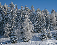 Winterlandschaft-Winter landscape