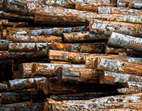 Made in Washington: Cascade Hardwood Sawmill