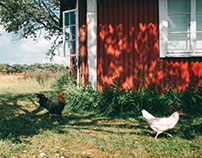 Summer on farm house