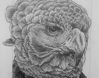 American Harpy Eagle Study