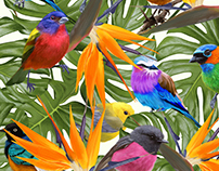 Birds of Paradise (Procreate-iPad Pro)