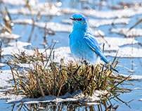 Blue on Blue - Mountain Bluebirds
