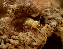 BTC Termites Inspection and Treatment Promo Video