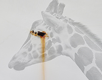 Photo & Collage: Giraffe