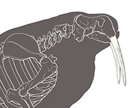 Atlantic walrus male skeleton