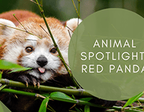 Animal Spotlight: Red Panda