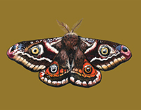 My Moths - Illustration project