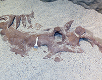 Fossil Dig Pit
