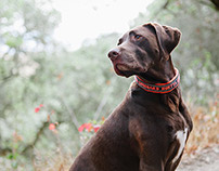 Marketing Photography Library for Bark Goods