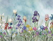 Wallpaper "Iris field" Size405*270, 150dpi
