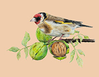 New Zealand Birds Illustration and Packaging