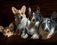 Our four corgi dogs