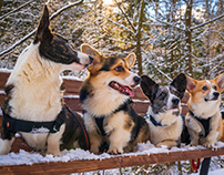 Our four corgi dogs on a winter vacation