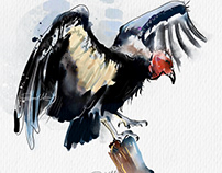 condor watercolor sketch - 29 January, 2022 14.34.25