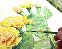 Eastern Prickly Pear - Opuntia humifusa in Watercolor