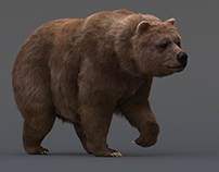 Bear model.